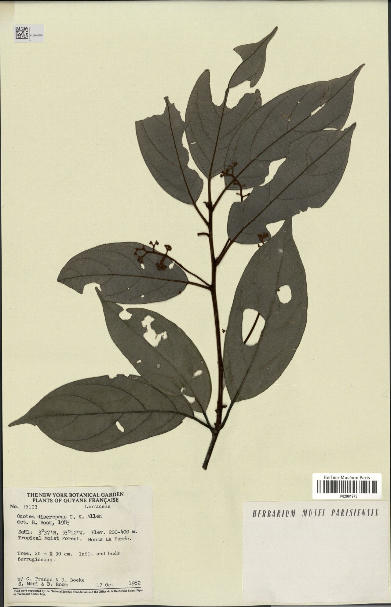 Ocotea discrepens — houseplant care guide