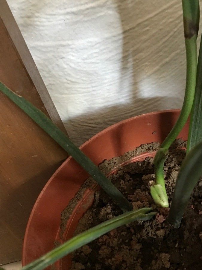 Monstera pinnatipartita bark