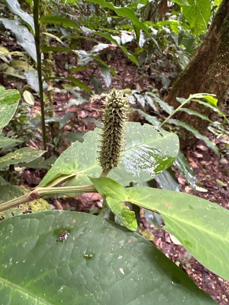 Piper sagittifolium fruit