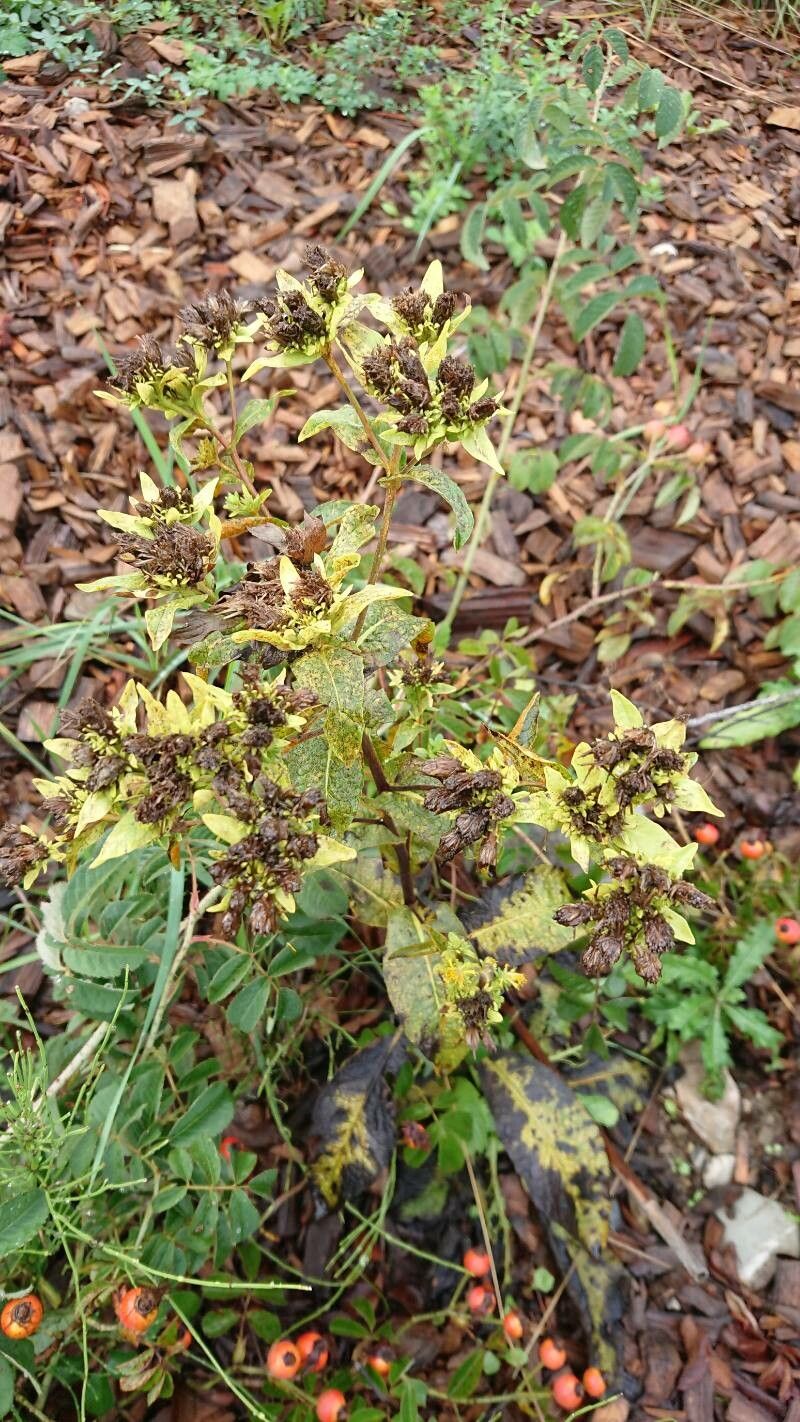 Pentanema bifrons fruit