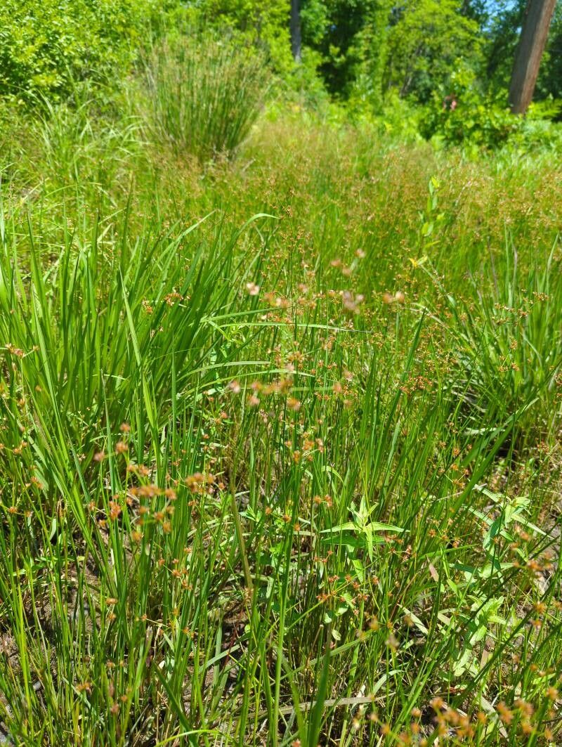Juncus subnodulosus — search result for 'Cirsium'