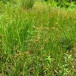 Juncus subnodulosus