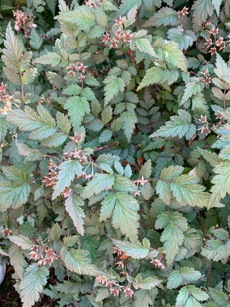 Rubus thibetanus fruit