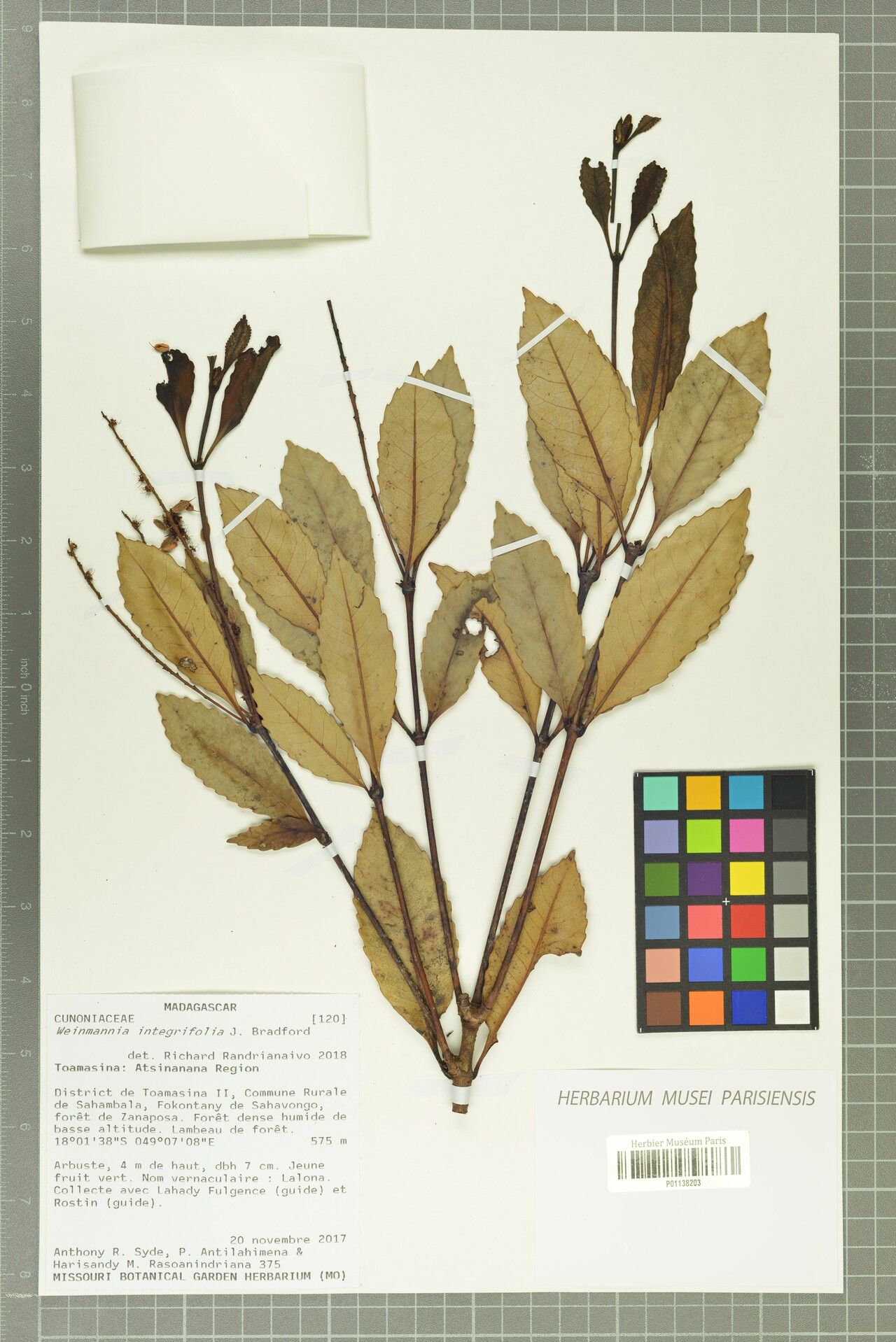 Pterophylla bradfordii — houseplant care guide