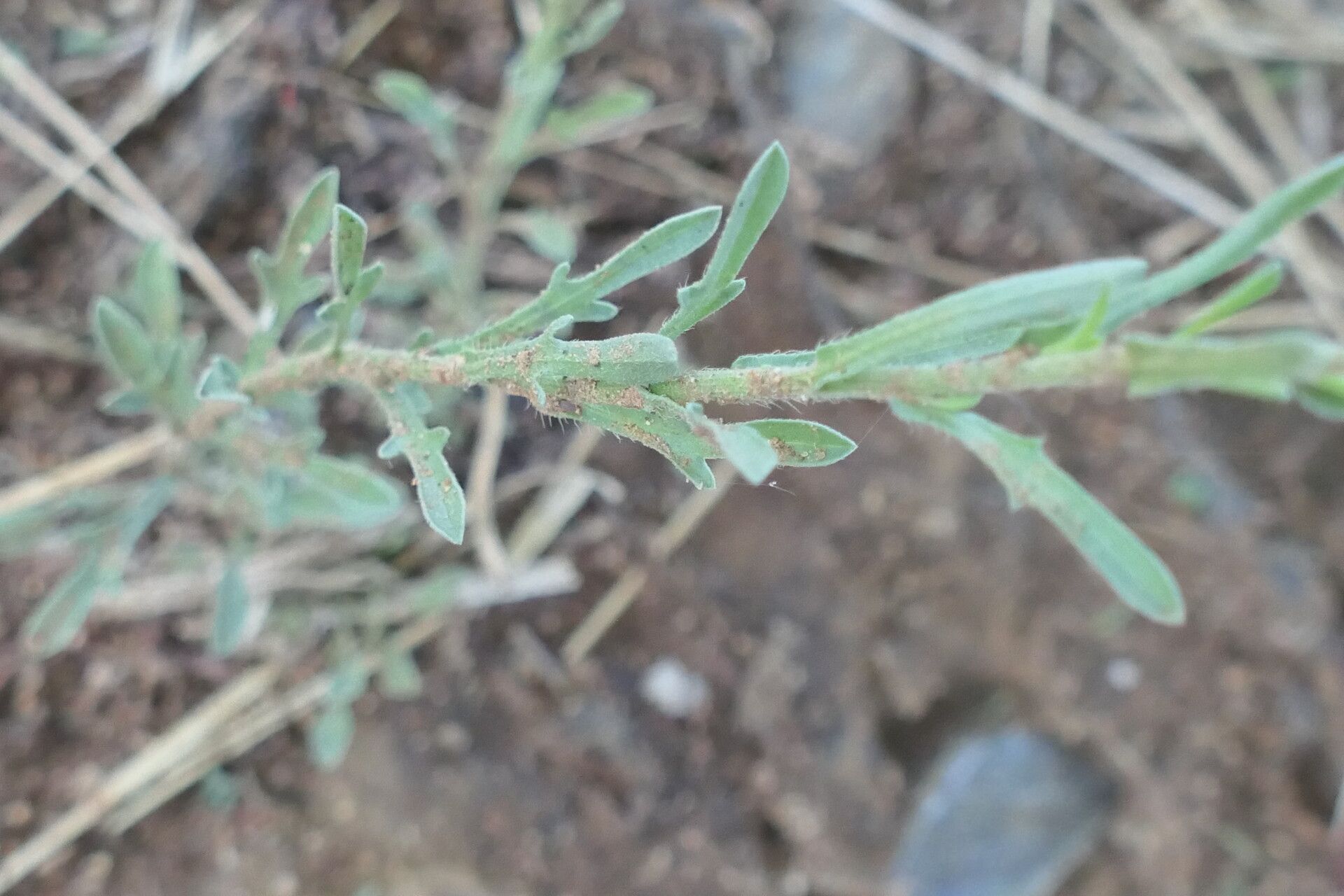Nidorella resedifolia leaf