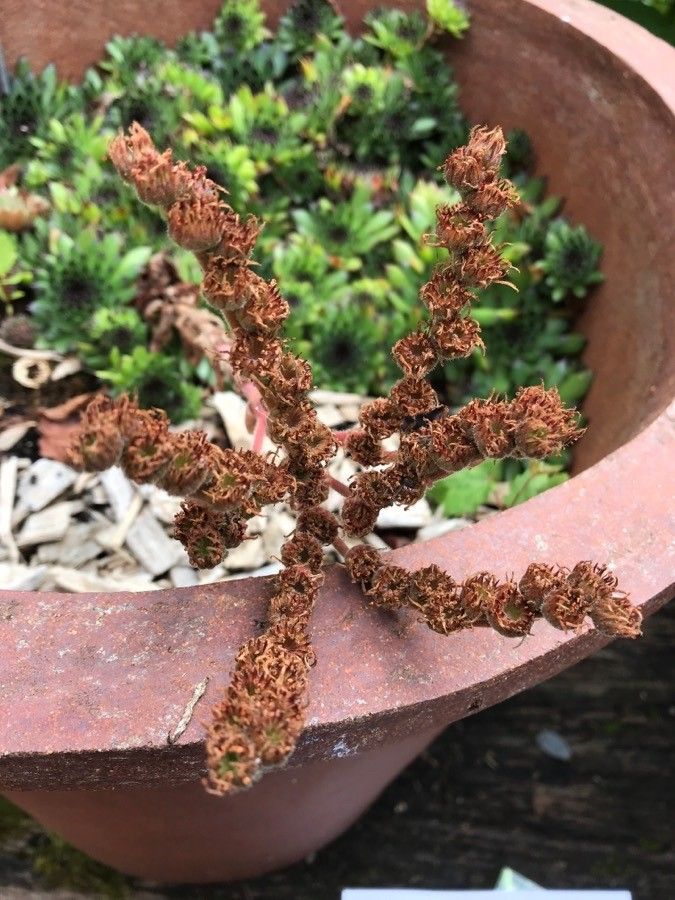 Sempervivum calcareum fruit