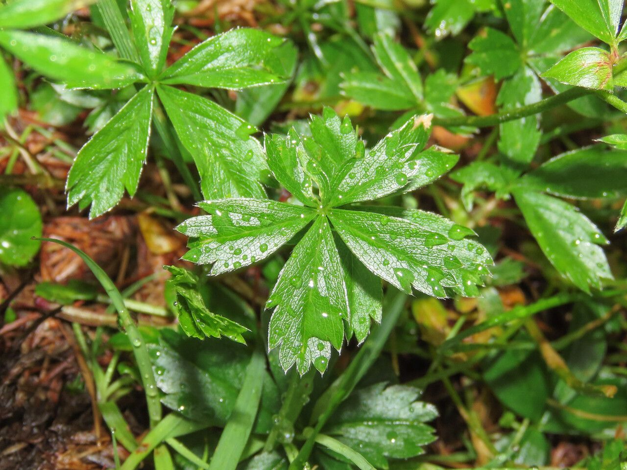 Potentilla aurea