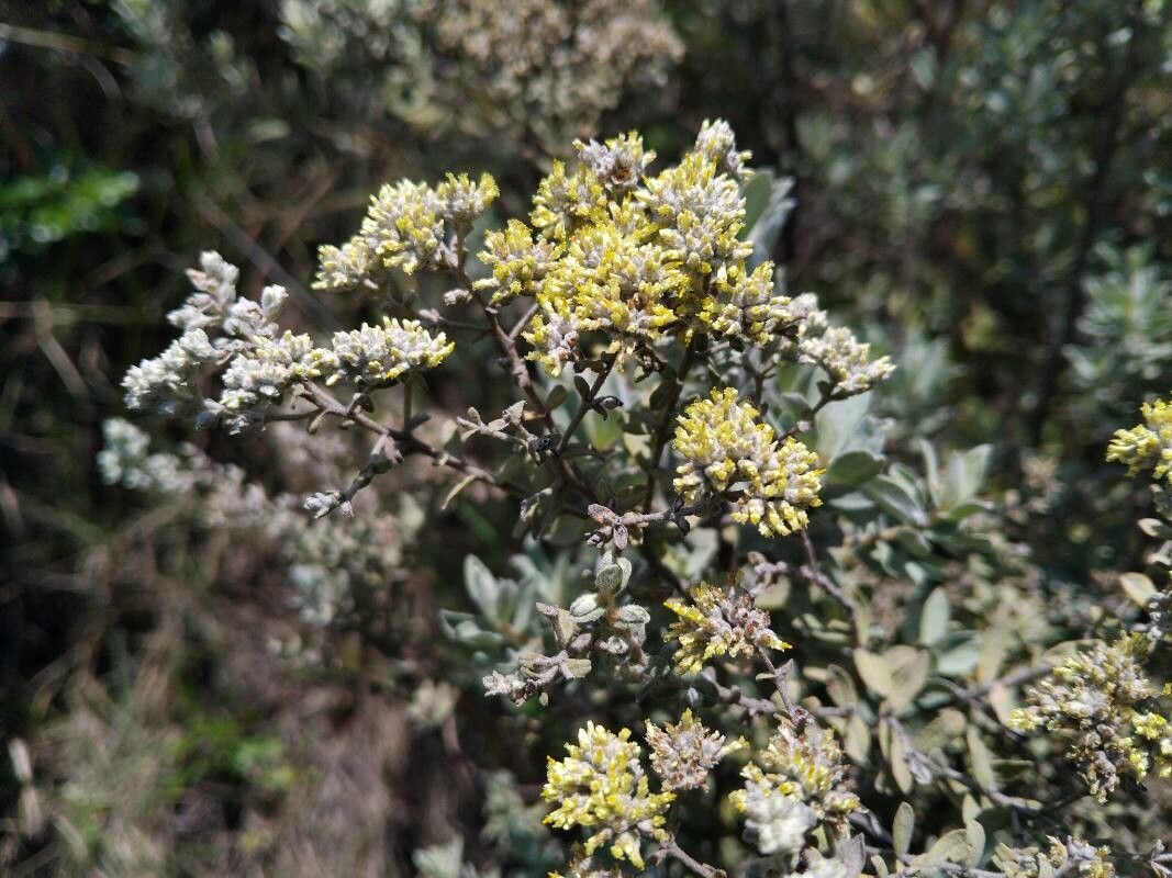 Helichrysum cordifolium flower