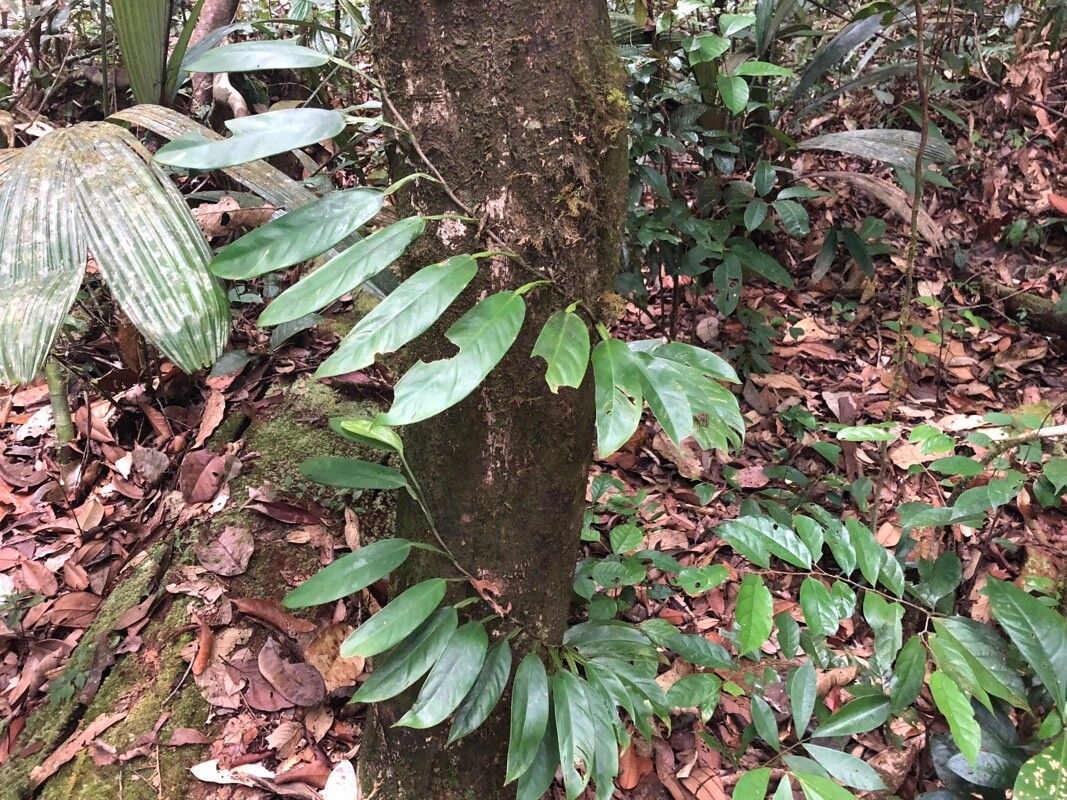 Philodendron placidum — houseplant care guide