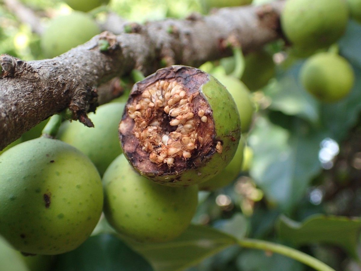 Ficus polita fruit