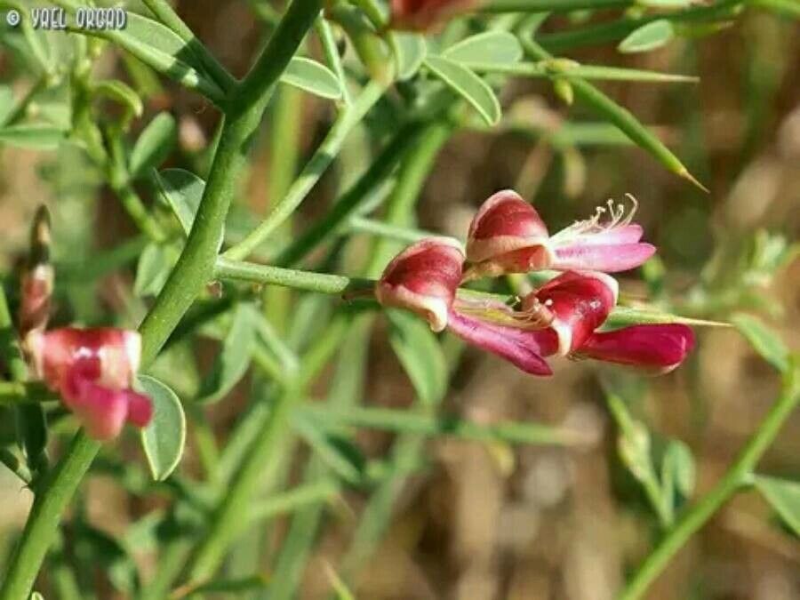 Alhagi graecorum flower