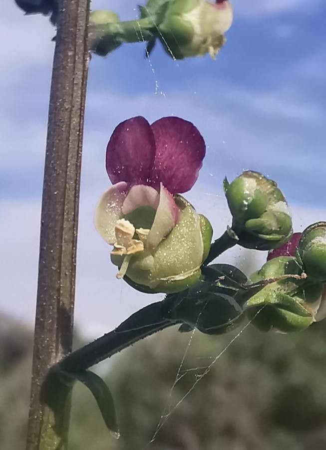 Scrophularia lucida flower