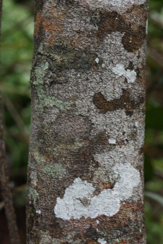 Olax psittacorum bark