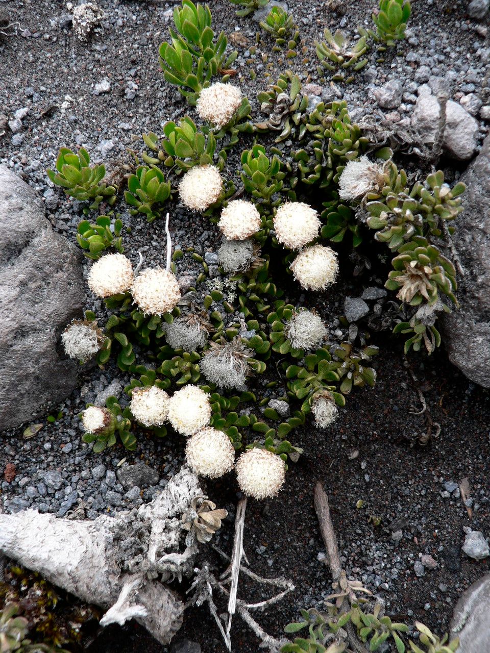 Baccharis alpina flower