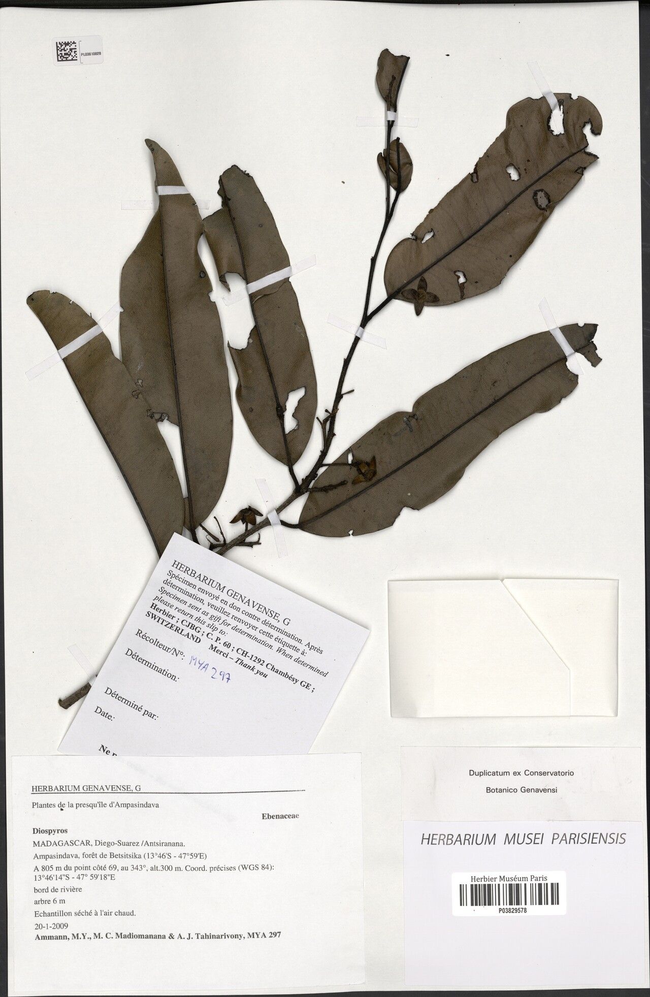 Diospyros perreticulata — houseplant care guide