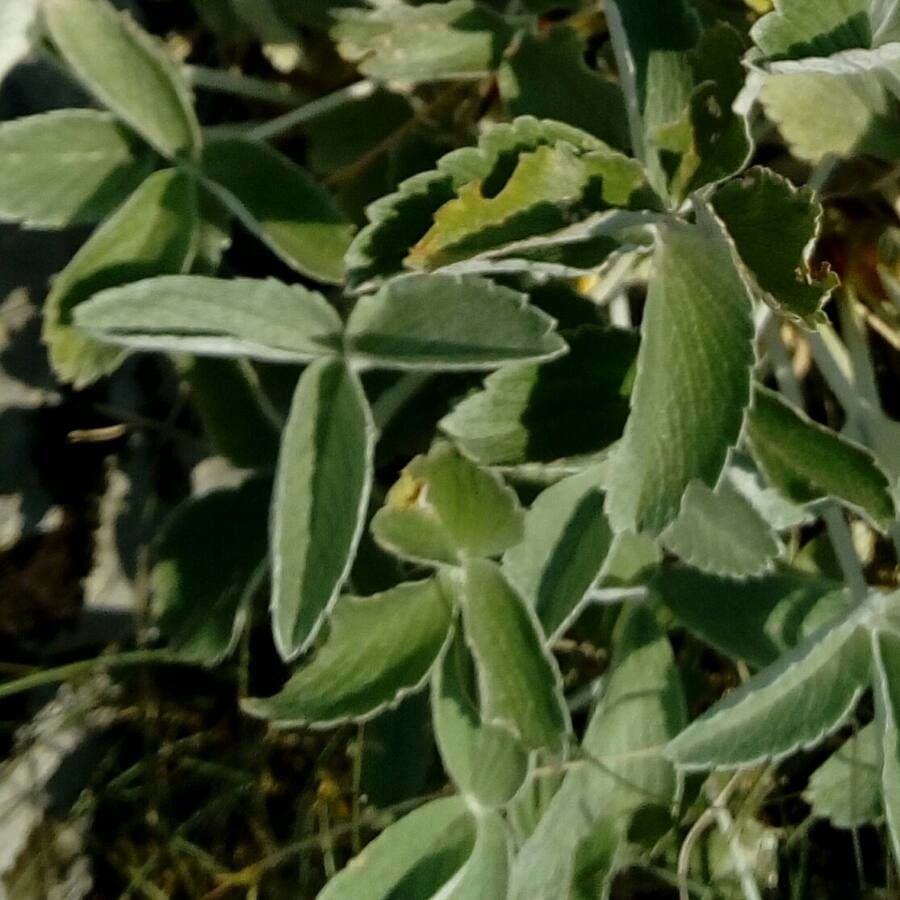 Potentilla speciosa — search result for 'Potentilla'