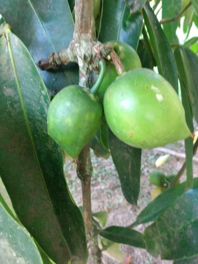 Salacia elliptica fruit