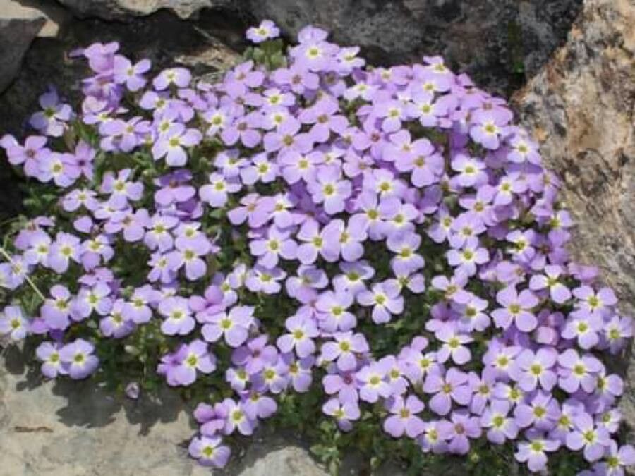 Aubrieta libanotica — search result for 'Syria'