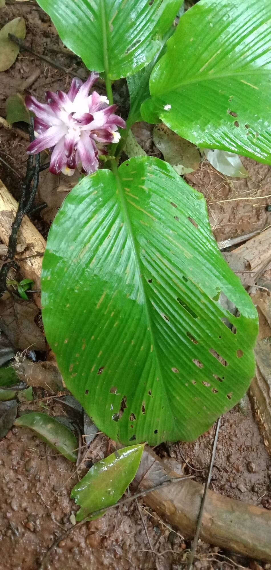 Curcuma pseudomontana — search result for 'Curcuma'