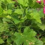 Pelargonium grandiflorum