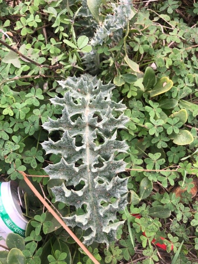 Onopordum macracanthum — houseplant care guide