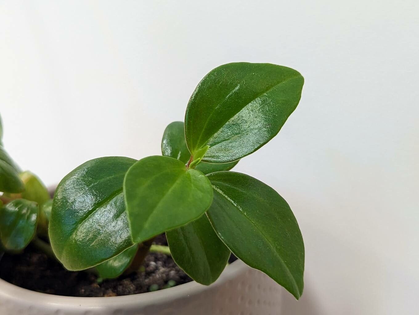 Peperomia mariannensis leaf