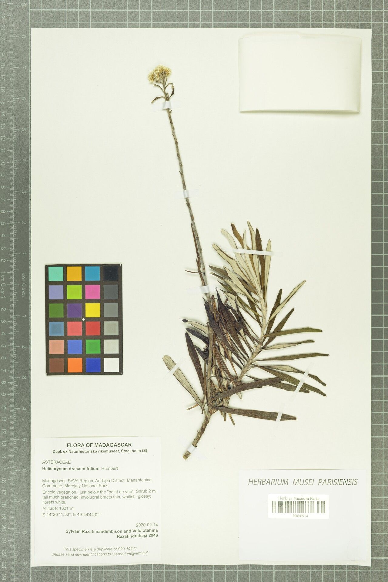 Helichrysum dracaenifolium — houseplant care guide