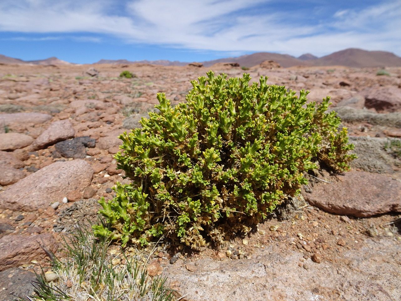 Xenophyllum pseudodigitatum habit