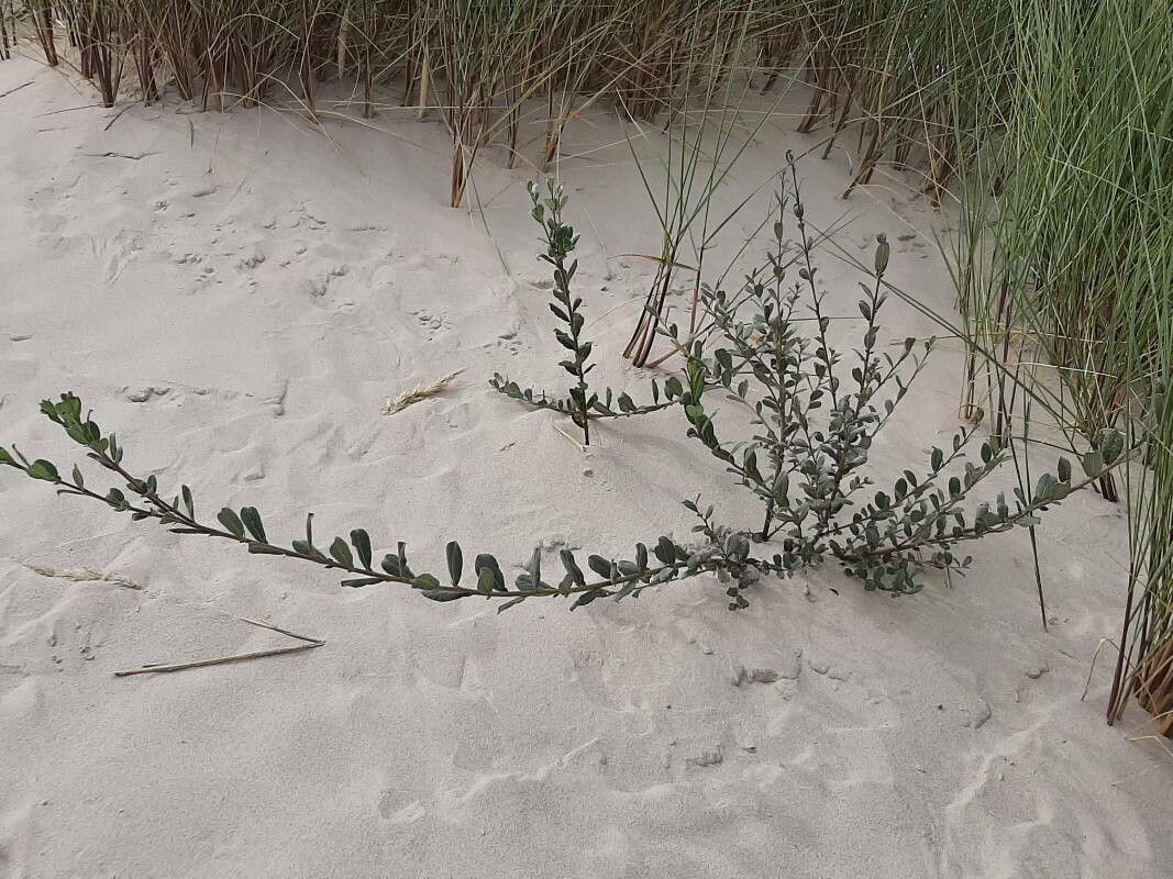 Polygonum glaucum leaf