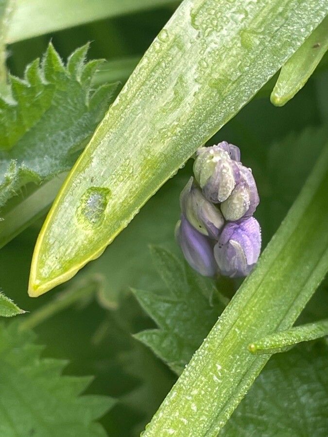 Hyacinthoides × massartiana habit
