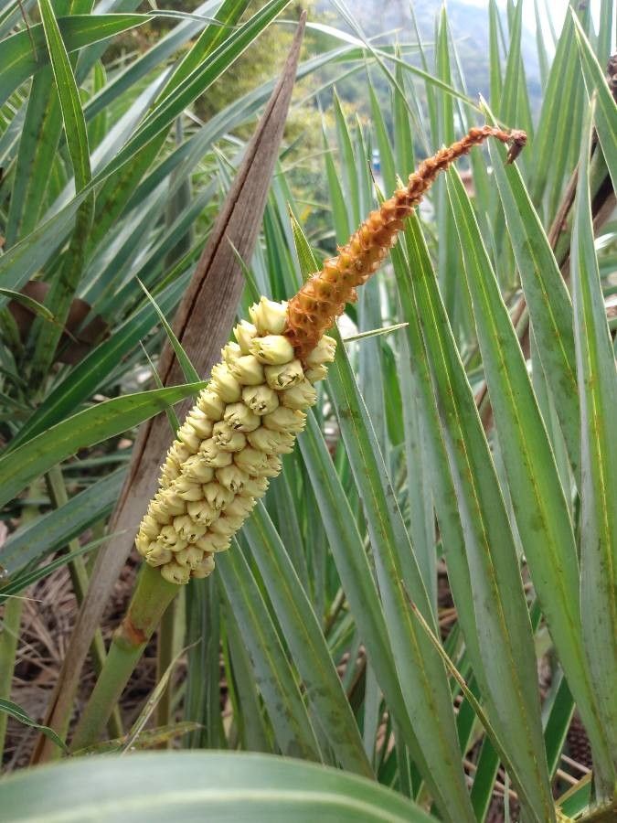 Allagoptera arenaria flower