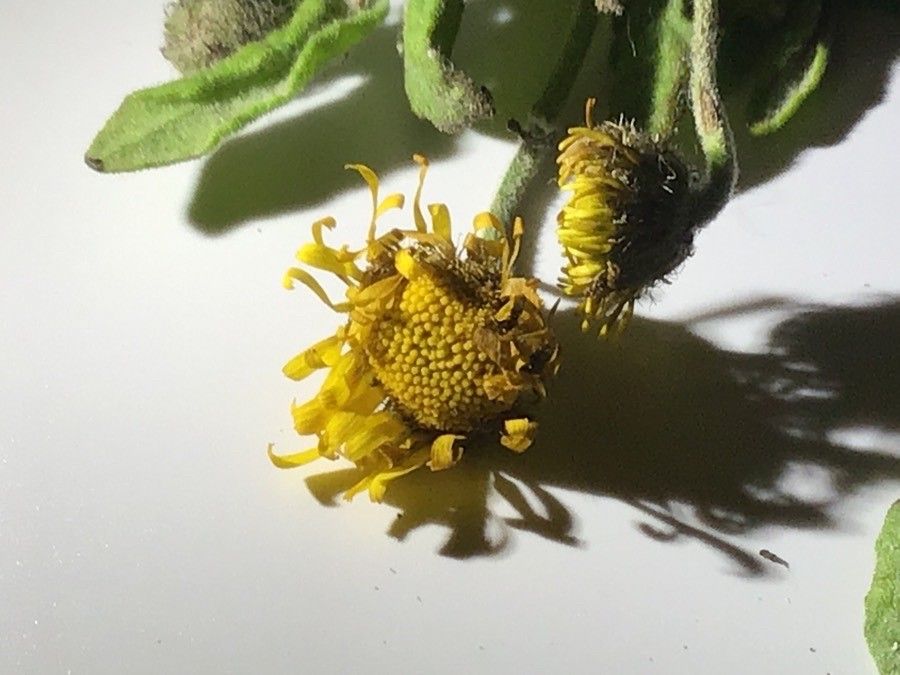 Pulicaria dysenterica flower