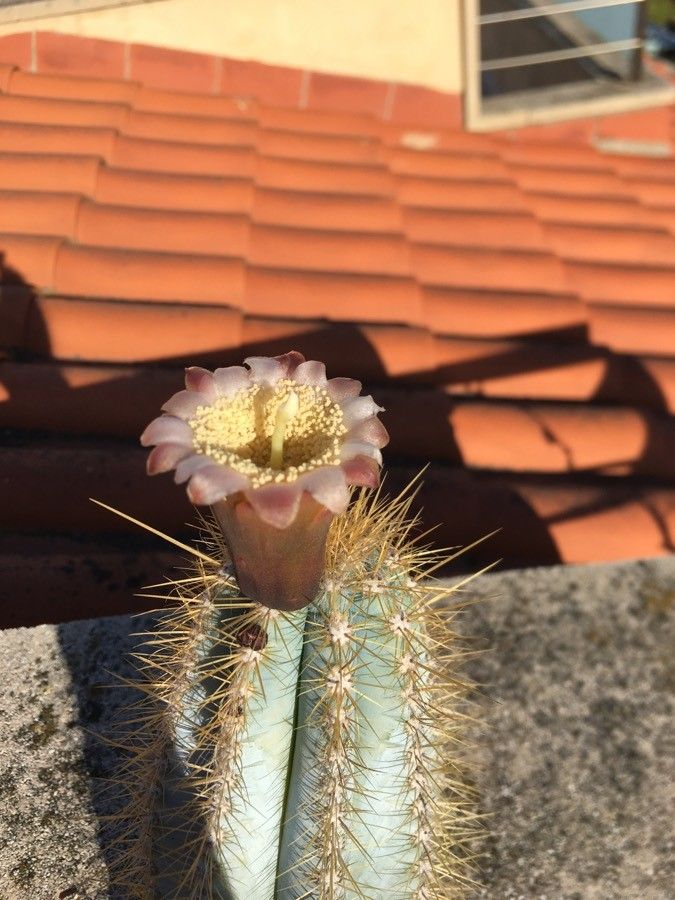 Pilosocereus pachycladus flower