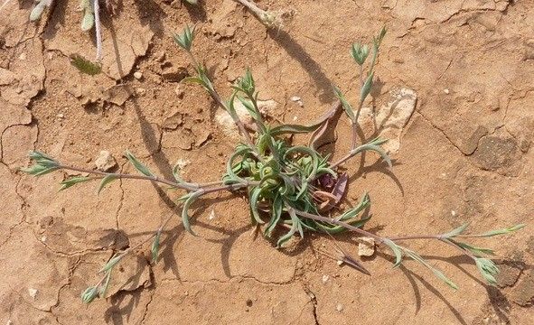 Bupleurum semicompositum habit