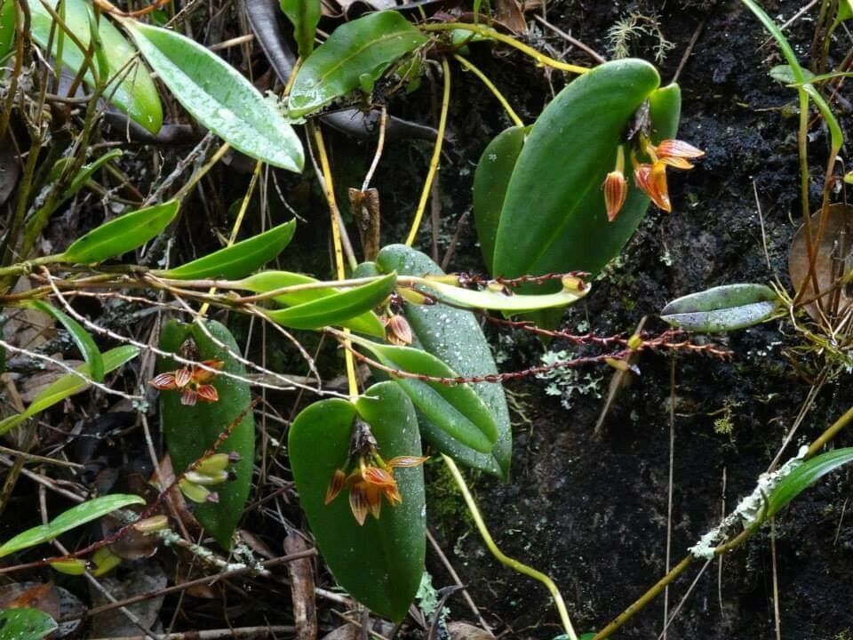 Lepanthes inescata — houseplant care guide