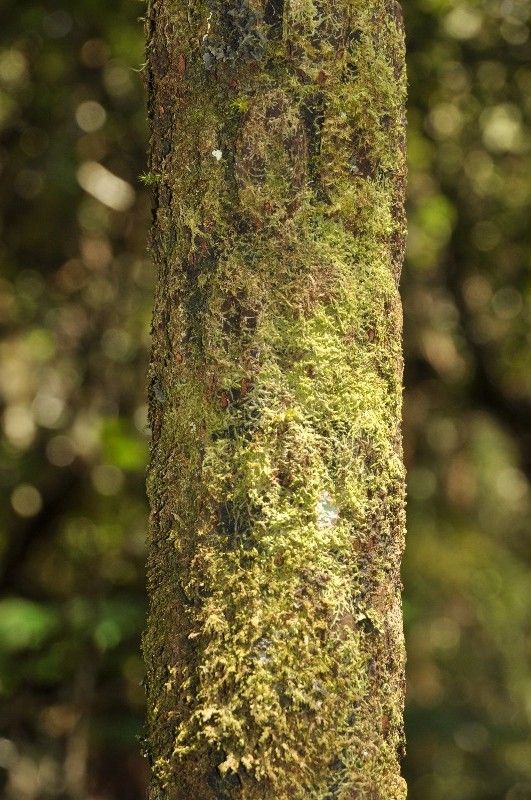 Alsophila borbonica bark