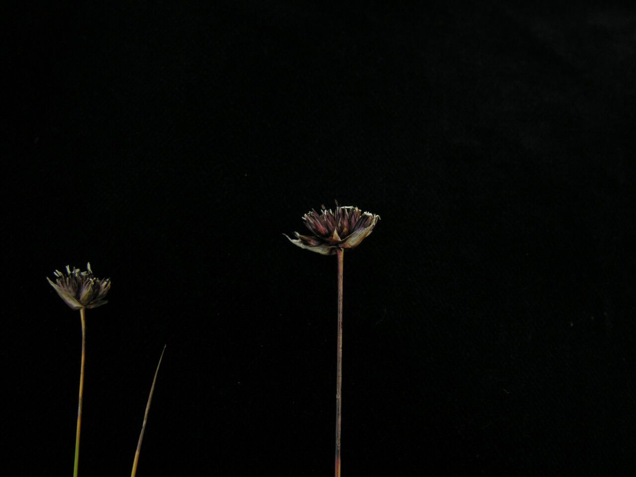 Juncus leucanthus habit