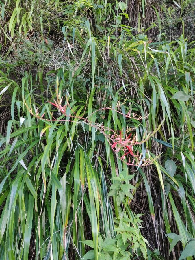 Pitcairnia angustifolia — related species from the same genus