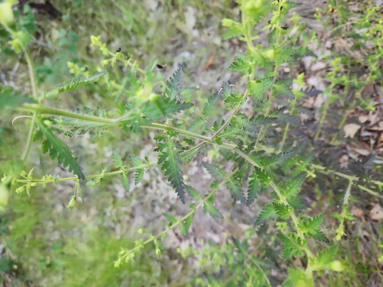 Aureolaria pedicularia — related species from the same genus