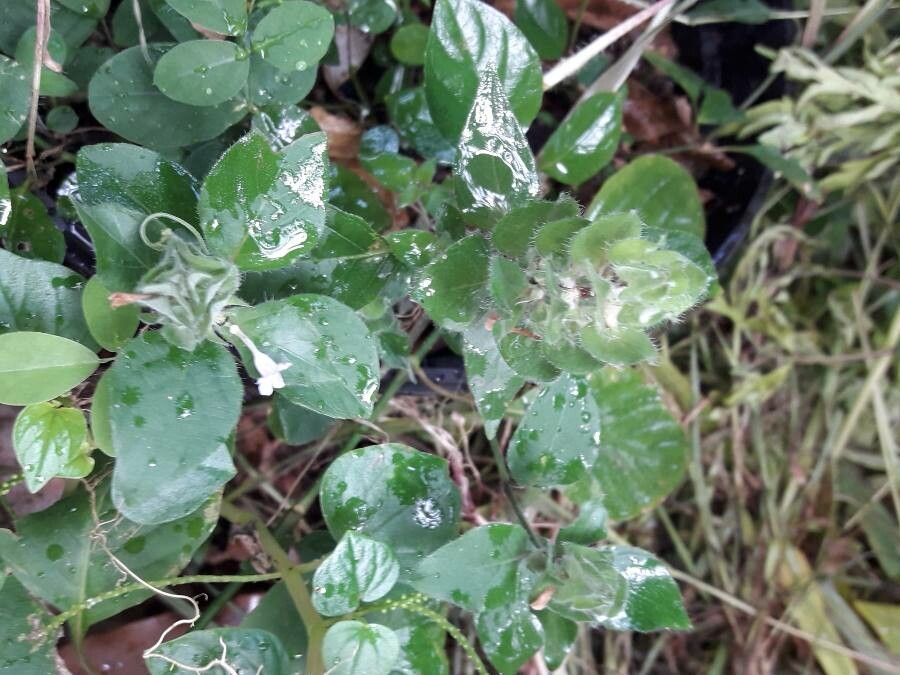 Blechum pyramidatum habit