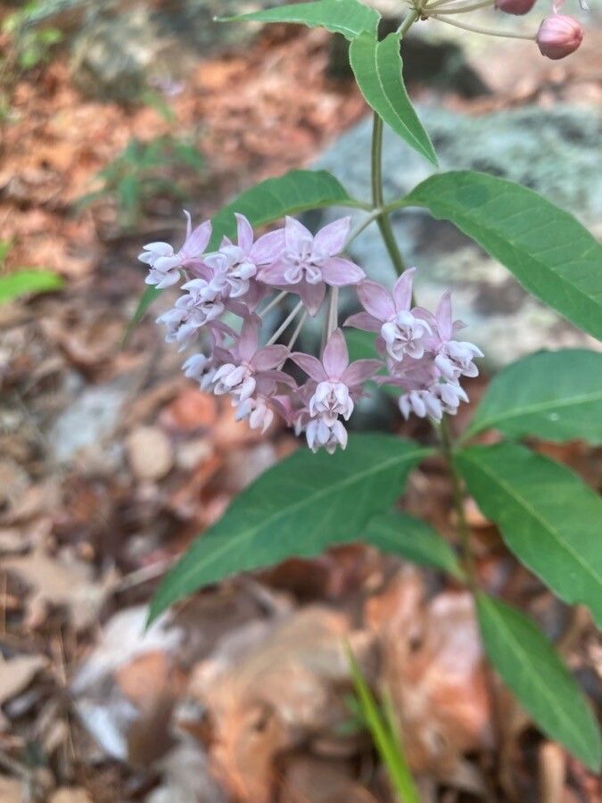 Asclepias quadrifolia flower