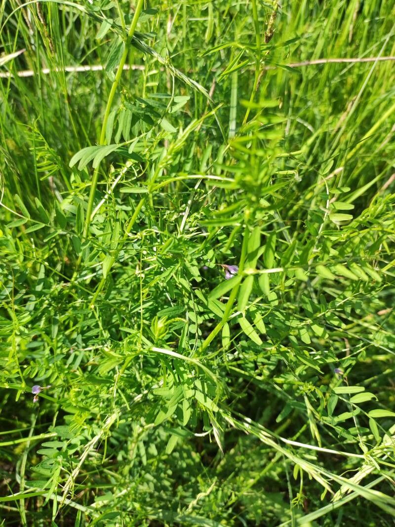 Vicia tetrasperma leaf