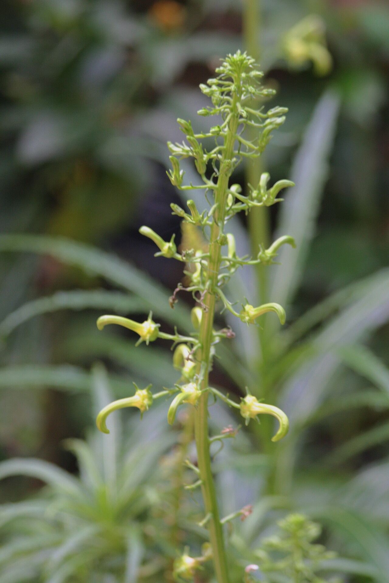 Lobelia cirsiifolia flower