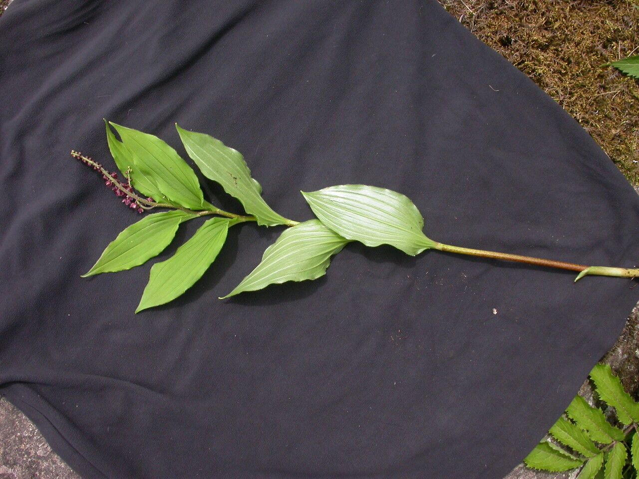 Maianthemum purpureum habit
