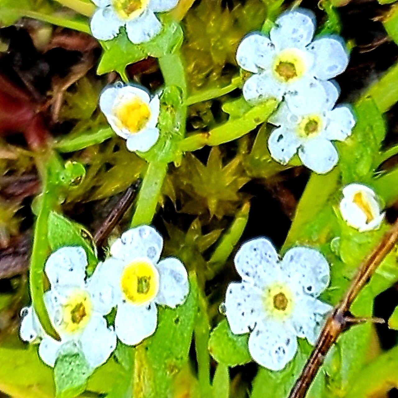 Plagiobothrys scouleri — houseplant care guide