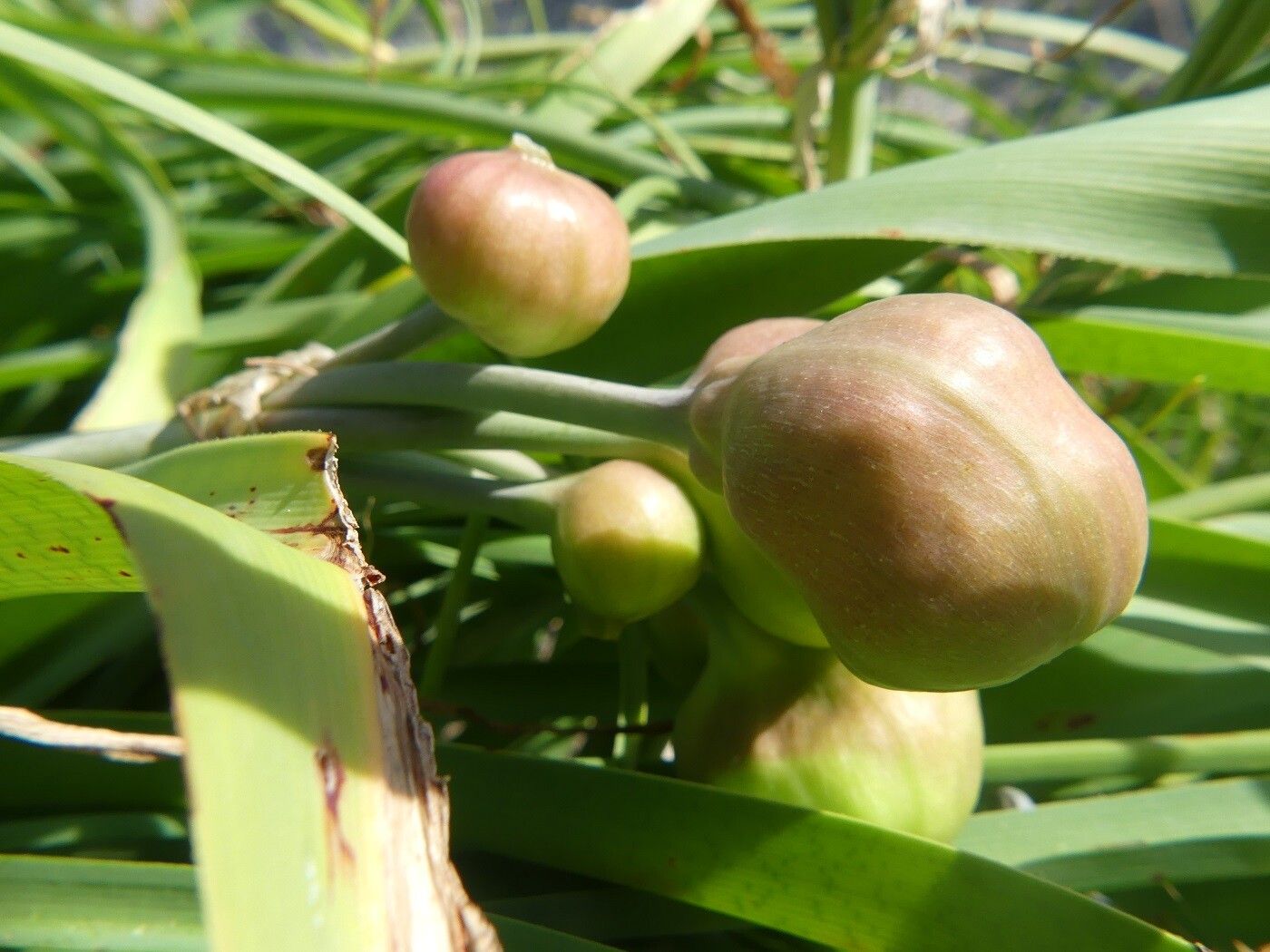 Crinum bulbispermum fruit