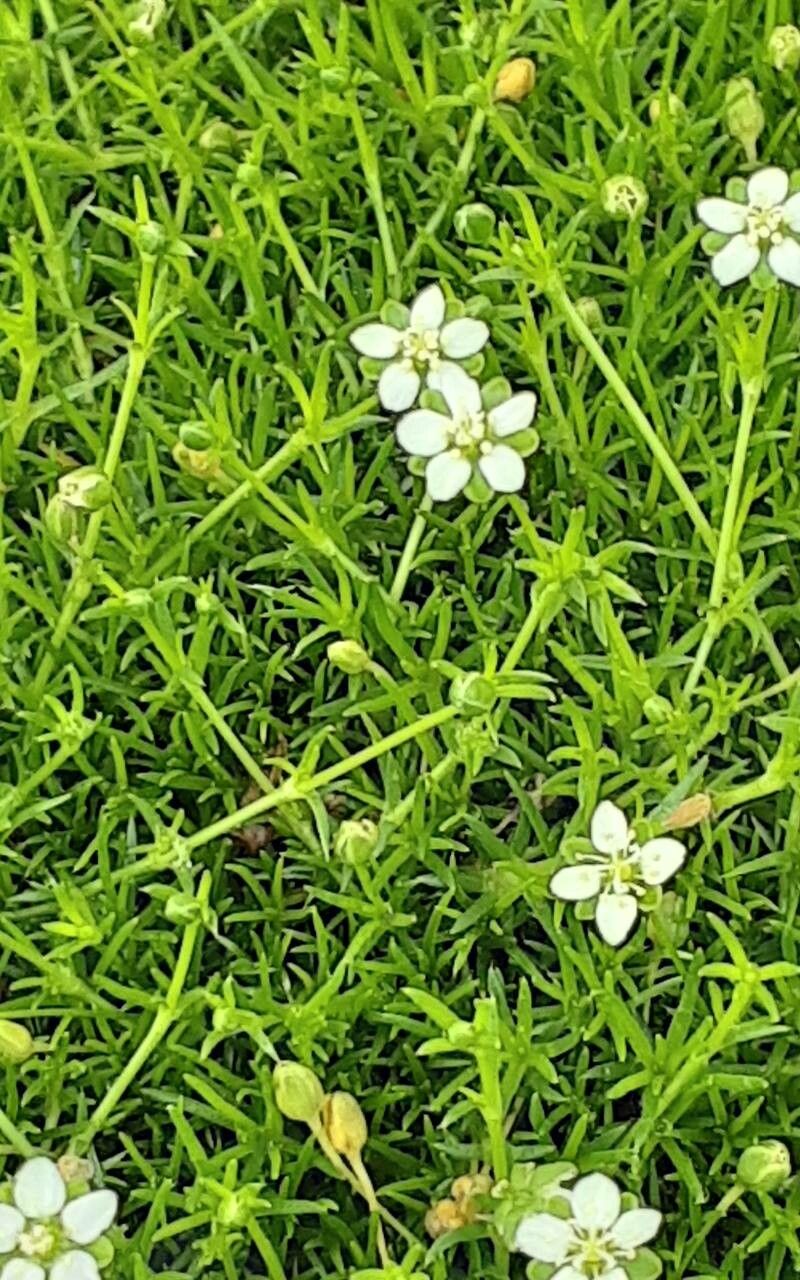 Sagina subulata flower