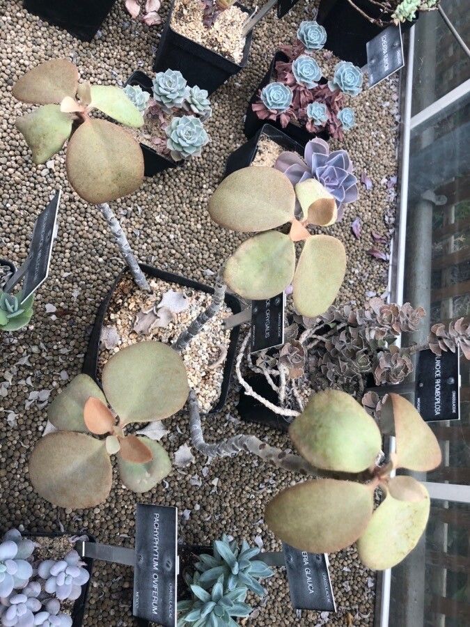 Kalanchoe orgyalis — search result for 'Kalanchoe'