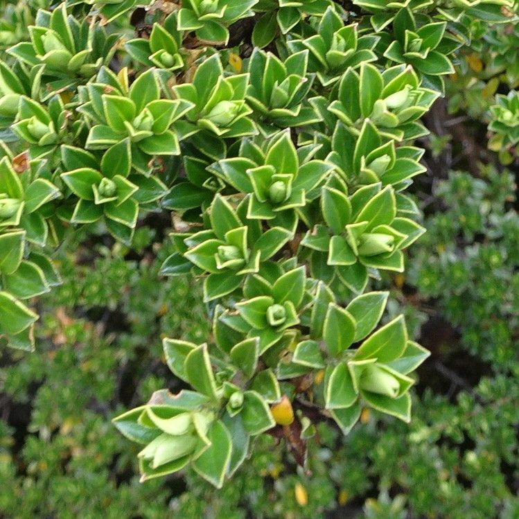 Escallonia myrtilloides — search result for 'Bolivia'