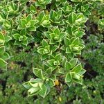 Escallonia myrtilloides